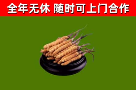 阳原回收冬虫夏草