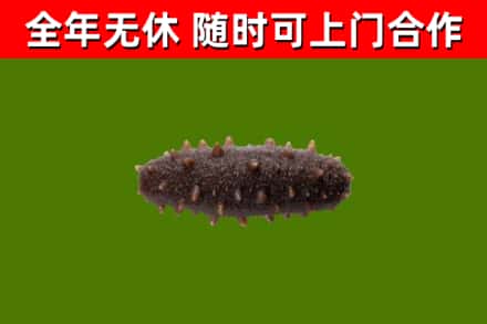 阳原回收海参干